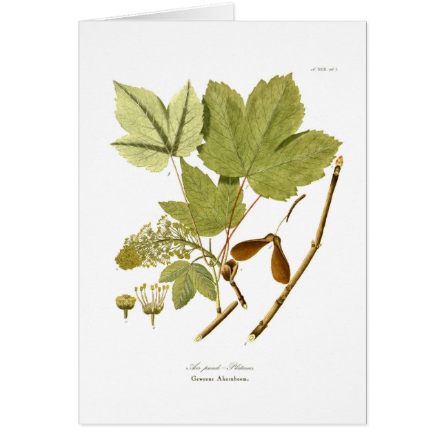 Acerc$pseudo-platanus (Vorne)