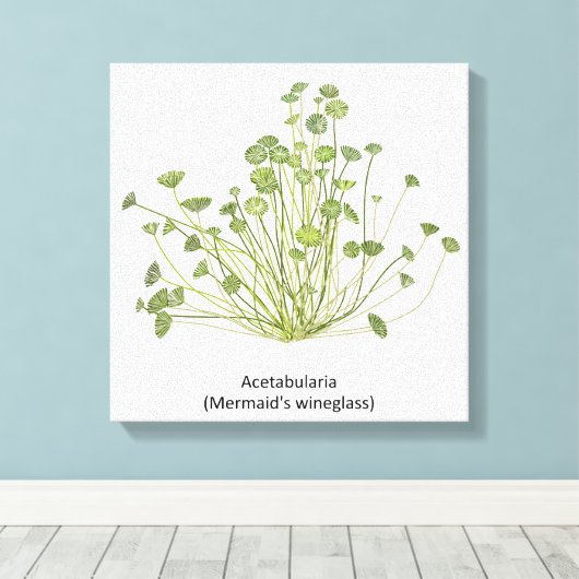 Acetabularia (Mermaid's Wineglass) Handgezogene Leinwanddruck (Insitu (Holzboden))