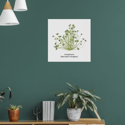 Acetabularia (Mermaid's Wineglass) Handgezogene Poster (Wohnzimmer 1)