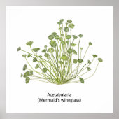 Acetabularia (Mermaid's Wineglass) Handgezogene Poster (Vorne)