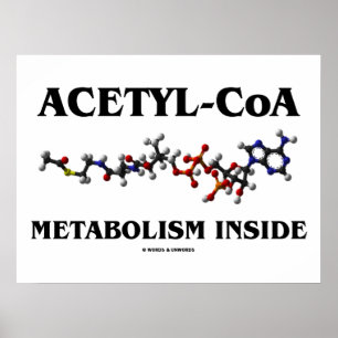 Acetyl-CoA-Metabolismus Inside (chemisches Molekül Poster