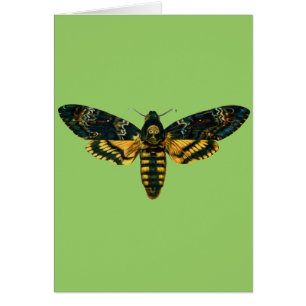 Acherontia atropos (Death's Head Hawkmoth)