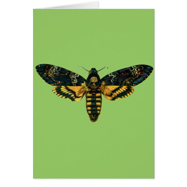 Acherontia-Atropos (Todeskopf Hawkmoth) (Vorne)