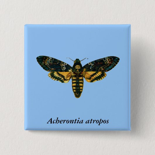 Acherontia-Atropos (Todeskopfhawkmoth) Button (Vorderseite)