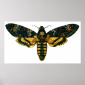 Acherontia-Atropos (Todeskopfhawkmoth) Poster (Vorne)