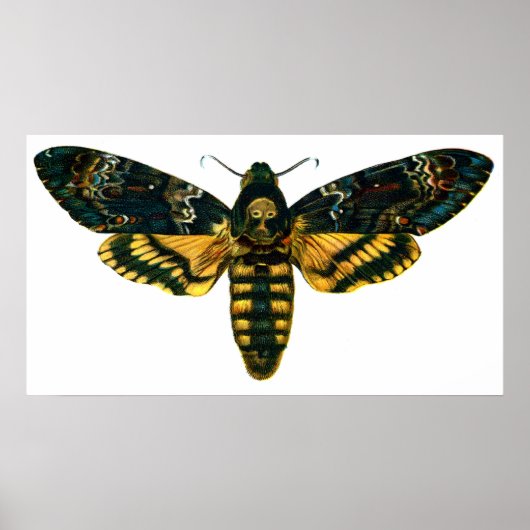 Acherontia-Atropos (Todeskopfhawkmoth) Poster (Vorne)