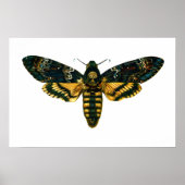 Acherontia-Atropos (Todeskopfhawkmoth) Poster (Vorne)