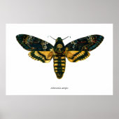 Acherontia-Atropos (Todeskopfhawkmoth) Poster (Vorne)