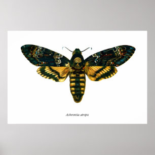 Acherontia-Atropos (Todeskopfhawkmoth) Poster