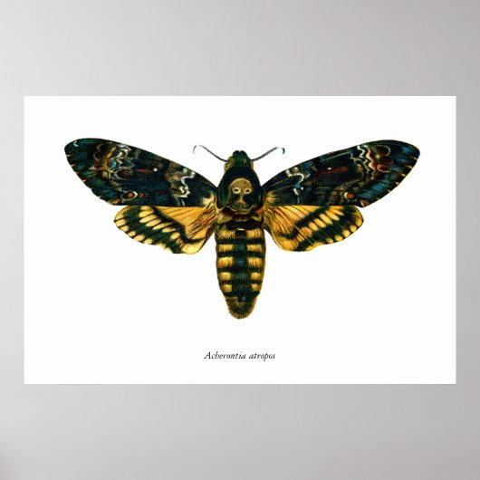 Acherontia-Atropos (Todeskopfhawkmoth) Poster (Vorne)