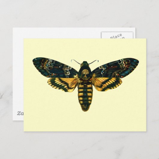Acherontia-Atropos (Todeskopfhawkmoth) Postkarte (Vorne/Hinten)