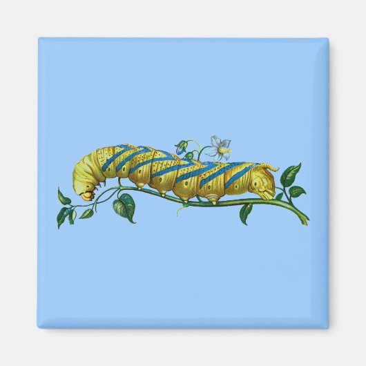 Acherontia-Raupe Magnet (Vorne)