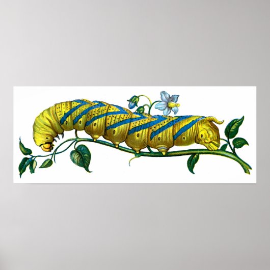 Acherontia-Raupe Poster (Vorne)