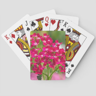Achillea Blume Pitch Spielkarten