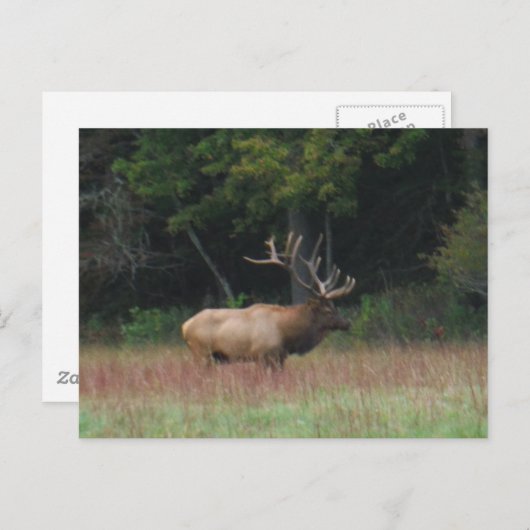 Acht 8-Punkte-Bull-Elch im Herbst Postkarte (Vorne/Hinten)