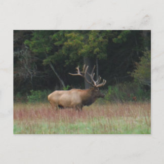 Acht 8-Punkte-Bull-Elch im Herbst Postkarte