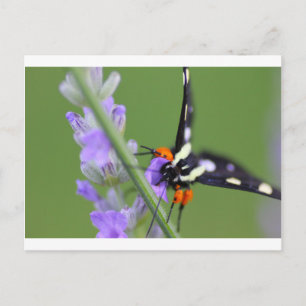 Acht gepunktete Forester-Motte auf einer Lavendel- Postkarte
