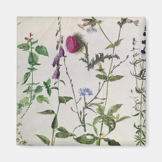 Acht Studien über wild lebende Blume Magnet (Vorne)