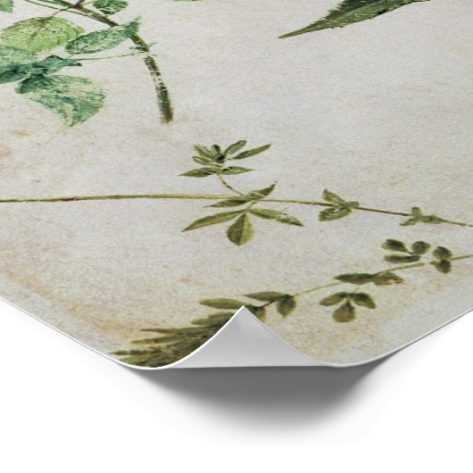 Acht Studien über wild lebende Blume Poster (Ecke)