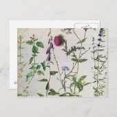 Acht Studien über wild lebende Blume Postkarte (Vorne/Hinten)