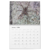 Acht Wunder - Spiders Calendar Kalender (Jan 2026)