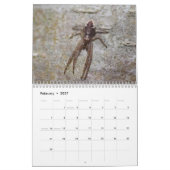 Acht Wunder - Spiders Calendar Kalender (Feb 2027)