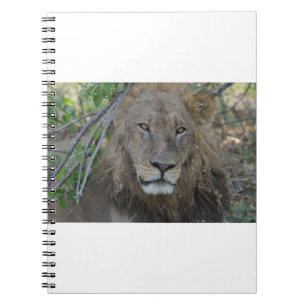 Achtsamer Alte Löwe, Botswana .JPG Notizblock