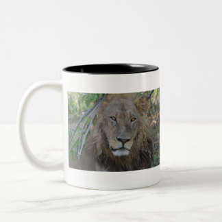 Achtsamer Alte Löwe, Botswana .JPG Zweifarbige Tasse