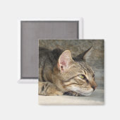 Achtsamer Cat Magnet (Vorderseite/Rückseite)