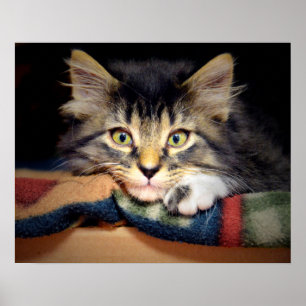 Achtsamer Tabby Kitten Poster