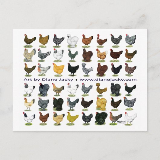Achtundvierzig Hen Promo Postkarte (Vorderseite)