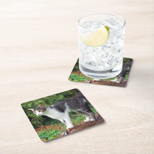 Achtung! Kitty - Katze - Untersetzer (Vor Ort)