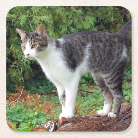 Achtung! Kitty - Katze - Untersetzer (Vorderseite)