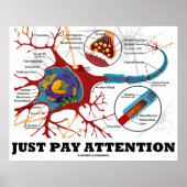 Achtung (Neuron / Synapse anatomisch) Poster (Vorne)