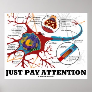 Achtung (Neuron / Synapse anatomisch) Poster