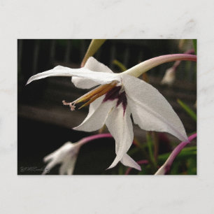 Acidanthera or Peacock Gladiolus Postkarte