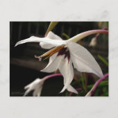 Acidanthera or Peacock Gladiolus Postkarte (Vorderseite)