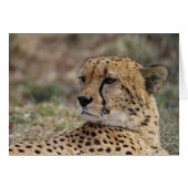 Acinonyx jubatus (Vorderseite (Horizontal))