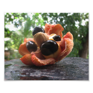 Ackee-Familie Fotodruck