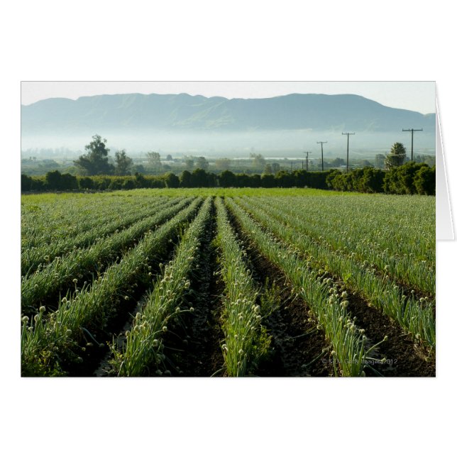 Ackereien (Vorderseite (Horizontal))