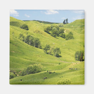 Ackerland in der Nähe von Gisborne, Neuseeland Magnet