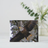 Ackley Eagle Postkarte (Stehend Vorderseite)