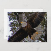 Ackley Eagle Postkarte (Vorne/Hinten)