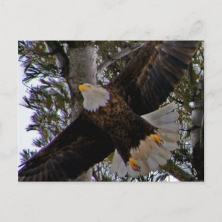 Ackley Eagle Postkarte