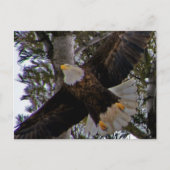 Ackley Eagle Postkarte (Vorderseite)