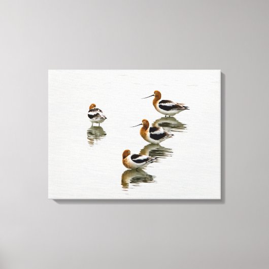 Acocets Leinwanddruck (Vorderseite)