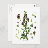 Aconitum napellus (Monkshood) Postkarte (Vorne/Hinten)