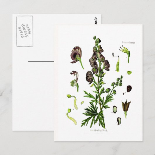 Aconitum napellus (Monkshood) Postkarte (Vorne/Hinten)