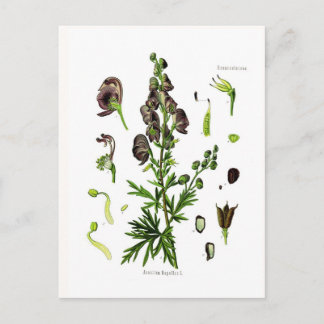 Aconitum napellus (Monkshood) Postkarte