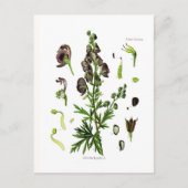 Aconitum napellus (Monkshood) Postkarte (Vorderseite)